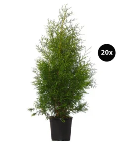 8 Meter Lebensbaum 'Brabant', 20 X Ca. 125-150 Cm