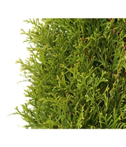 24 Meter Lebensbaum 'Smaragd', 80 X Ca. 60-80 Cm -Compo Verkaufsgeschäft 7513757 PR DE 001 LebensbaumThujaOccidentalisSmaragd3LDehnerExpressHerzig
