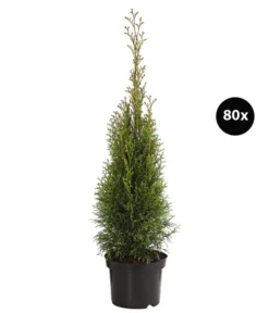 20 Meter Lebensbaum 'Smaragd', 80 X Ca. 40-60 Cm