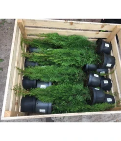 18 Meter Lebensbaum 'Smaragd', 60 X Ca. 60-80 Cm -Compo Verkaufsgeschäft 7516685 PR DE 001 ThujaPalette5L