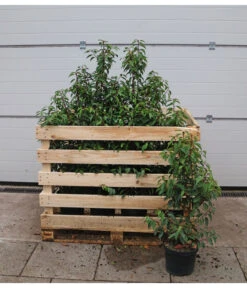 15 Meter Portugiesischer Kirschlorbeer 'Angustifolia', 40 X Ca. 80-100 Cm -Compo Verkaufsgeschäft 7517626 WE FS 002 PrunuslusitanicaC7 5