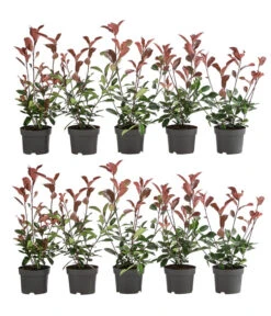 2-3 Meter Purpur-Glanzmispel 'Red Robin', 10 X Ca. 35 Cm