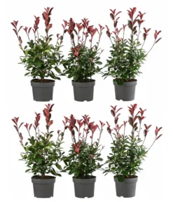 2 Meter Purpur-Glanzmispel 'Red Robin', 6 X Ca. 60 Cm