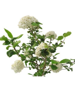 Großblumiger Duft-Schneeball -Compo Verkaufsgeschäft 7533623 BildFS 001 GrossblumigerDuftSchneeballVibCarlcephalum