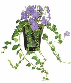 Immergrün 'Ralph Shugert'