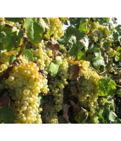 Dehner Gourmet Garten Tafeltraube 'Palatina' -Compo Verkaufsgeschäft 7540099 WE MO 001 GGWeinPalatinaPixabay