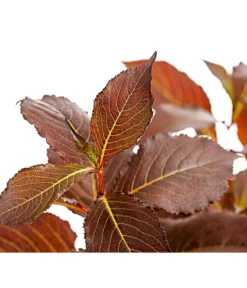 Weigelie 'Victoria' -Compo Verkaufsgeschäft 7541261 WE DE 001 WeigelieFloridaViktoria5LDehnerExpressHerzig