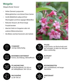 Weigelie 'Victoria' -Compo Verkaufsgeschäft 7541261 WE IG 001 Weigelie