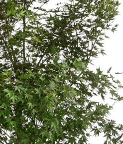 XXL Fächerahorn, Ca. 190-210 Cm -Compo Verkaufsgeschäft 7548068 WE DE 001 AcerPalmatumAhorn