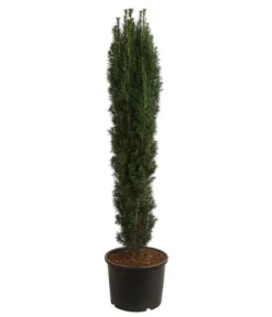 XXL Schmale Säuleneibe 'Fastigiata Robusta', Ca. 140-160 Cm