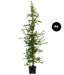 3 Meter Hainbuche, 6 X Ca. 200-225 Cm