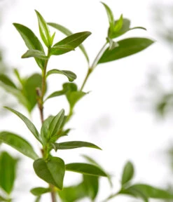 12,5 Meter Gemeiner Liguster, 50 X Ca. 60-100 Cm -Compo Verkaufsgeschäft 7548373 7548373 7548399 7548407 7548415 7548423 WE DE 001 GemeinerLiguster