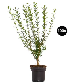 25 Meter Wintergrüner Liguster 'Atrovirens', 100 X Ca. 60-100 Cm