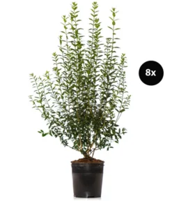 4 Meter Wintergrüner Liguster 'Atrovirens', 8 X Ca. 150-175 Cm