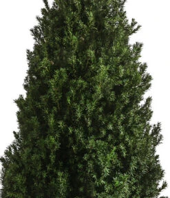 XXL Kegel-Eibe 'Hillii', Ca. 125-150 Cm -Compo Verkaufsgeschäft 7550650 WE DE 001 TaxusMediaHilly