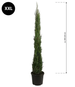 XXL Säulen-Zypresse, Ca. 200-220 Cm -Compo Verkaufsgeschäft 7550734 WE BG 001 SaulenzypresseXXL
