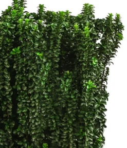 Japanischer Spindelstrauch 'Benkomasaki', Ca. 100-120 Cm -Compo Verkaufsgeschäft 7550809 WE DE 001 EuonymusBenkomasaki