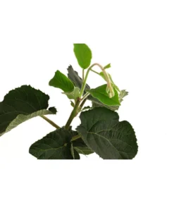 Kiwi 'Solo' -Compo Verkaufsgeschäft 7600448 WE DE 001 KiwiSolo