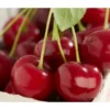 Sauerkirsche 'Achat'