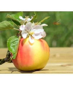 Zwergapfel 'Galina' -Compo Verkaufsgeschäft 7604697 WE MO 002 ApfelGalinaZwergPixabay