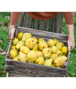 Birnenquitte -Compo Verkaufsgeschäft 7604978 WE MO 001 Quittenkorb