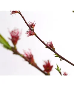 Dehner Pfirsich 'Benedicte' -Compo Verkaufsgeschäft 7611155 WE DE 001 PfirsichBenedicteDehnerExpressHerzig