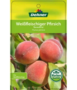 Dehner Pfirsich 'Benedicte' -Compo Verkaufsgeschäft 7611155 WeissfleischigerPfirsichBenedicte Etikett 1