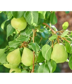 Zwergbirne 'Luisa' -Compo Verkaufsgeschäft 7611999 WE DE 003 PyrusZwergbirneBirnePixabay