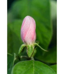 Birnenquitte -Compo Verkaufsgeschäft 7612286 WE DE 002 CydoniaOblongaQuitteLucknerMai2015