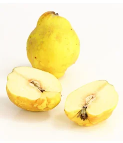 Birnenquitte -Compo Verkaufsgeschäft 7612286 WE DE 003 BirnenquittePortugiesischeCydoniaOblonaDehnerExpressHerzig