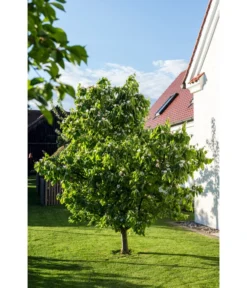 Birnenquitte -Compo Verkaufsgeschäft 7612286 WE MO 003 CydoniaOblongaQuitteLucknerMai2015