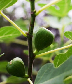 Bio Echte Feige 'Gustissimo® Perretta®' -Compo Verkaufsgeschäft 7612666 WE DE 001 FicusFeigeBioGustissimoPerrettaAllgreen