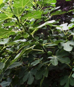 Bio Echte Feige 'Gustissimo® Perretta®' -Compo Verkaufsgeschäft 7612666 WE DE 003 FicusFeigeBioGustissimoPerrettaAllgreen