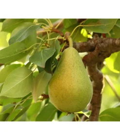 Bio Sommerbirne 'Gute Luise'