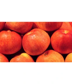 Neue Produkte -Compo Verkaufsgeschäft 7621865 WE MO 001 ZergapfelCroquellaPixabay