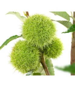 Esskastanie 'Bouche Rouge' -Compo Verkaufsgeschäft 7621964 WE DE 002 CastaneaSativaBocheRougeEsskastanie