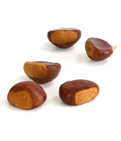 Esskastanie 'Bouche De Betizac' -Compo Verkaufsgeschäft 7621998 WE DE 003 EsskastanieMaroneCastaneaSativaDehnerExpressHerzig