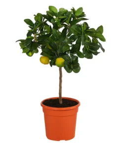 Römische Limette 'Pursha'