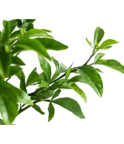 Winterharte Zitrone -Compo Verkaufsgeschäft 7623069 WE DE 002 CitrusPoncirusWinterharteZitroneT20