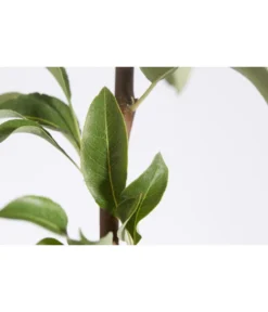 Herbstbirne 'Conference' -Compo Verkaufsgeschäft 7625908 PR DE 001 BirneConferencePyrusBusch95LiterDehnerExpressZS