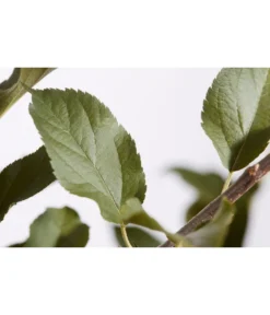 Winterapfel 'Cox Orange' -Compo Verkaufsgeschäft 7626518 PR DE 001 ApfelCoxOrangeMalusBusch95LiterDehnerExpressZS