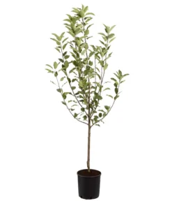 Winterapfel 'Cox Orange' -Compo Verkaufsgeschäft 7626518 PR FS 001 ApfelCoxOrangeMalusBusch95LiterDehnerExpressZS