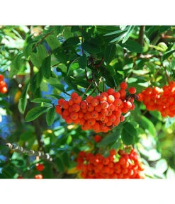 Eberesche 'Edulis' -Compo Verkaufsgeschäft 7638513 DE 009 EberescheEdulis Pixabay