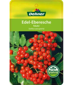 Eberesche 'Edulis' -Compo Verkaufsgeschäft 7638513 Edel EberescheEdulis Etikett 1