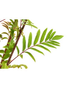 Eberesche 'Edulis' -Compo Verkaufsgeschäft 7638513 PR DE 002 EberescheEdulisBusch95LiterDehnerExpressHerzig