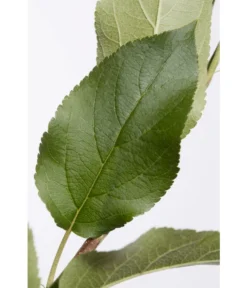 Apfel-Duo 'Jonagold'/'Elstar' -Compo Verkaufsgeschäft 7639248 PR DE 001 ApfelElstarJonagoldDuoMalus95LiterDehnerExpressZS