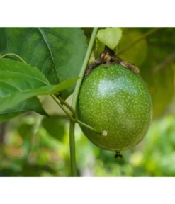 Passionsfrucht -Compo Verkaufsgeschäft 7641327 WE DE 001 PassifloraPassionsfrucht