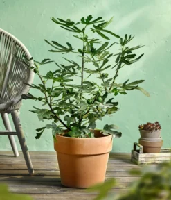 Feige 'Little Miss Figgy®' -Compo Verkaufsgeschäft 7642986 WE MO 001 FicusFeigeLittleMissFiggyDehnerObstkonzept