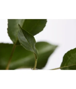 Herbstapfel 'Gala' -Compo Verkaufsgeschäft 7645880 PR DE 001 ApfelGalaBuschMalus95LiterDehnerExpressZS