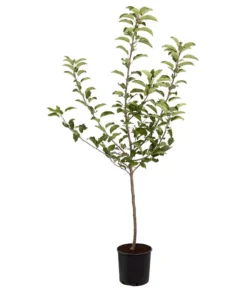 Herbstapfel 'Gala' -Compo Verkaufsgeschäft 7645880 PR FS 001 ApfelGalaBuschMalus95LiterDehnerExpressZS